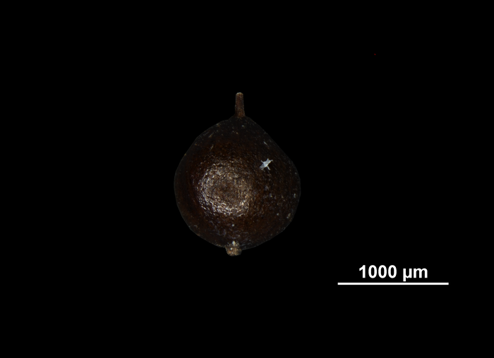 Nutlet of Mapania maguireana US02074453 Micronesia