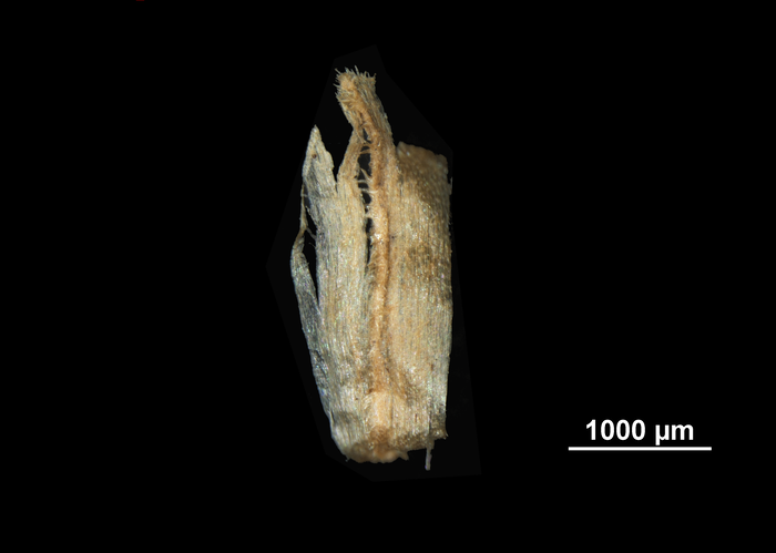 Glume of Mapania pacifica US02074456 Micronesia