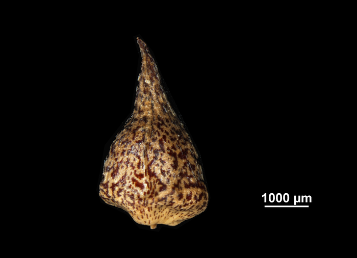 Nutlet of Mapania pacifica US02074456 Micronesia