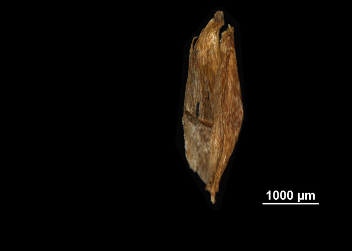 Spike of Mapania tepuiana US04695644 Guyana