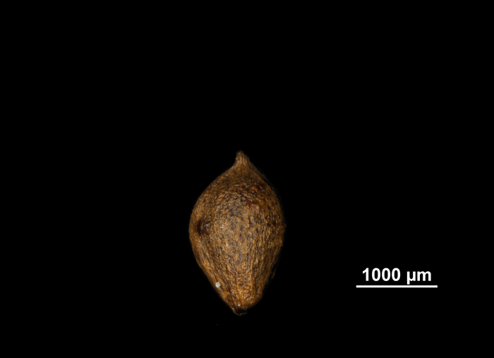 Nutlet of Mapania theobromina US00686918 Venezuela