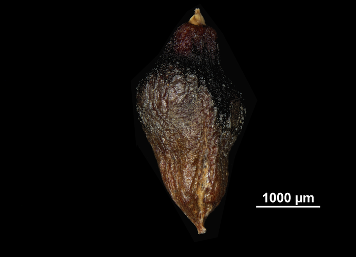 Nutlet of Mapania vitensis US02073947 Vanuatu