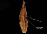 Glume of Rhynchospora corymbosa var. asperula US02253687 Brazil