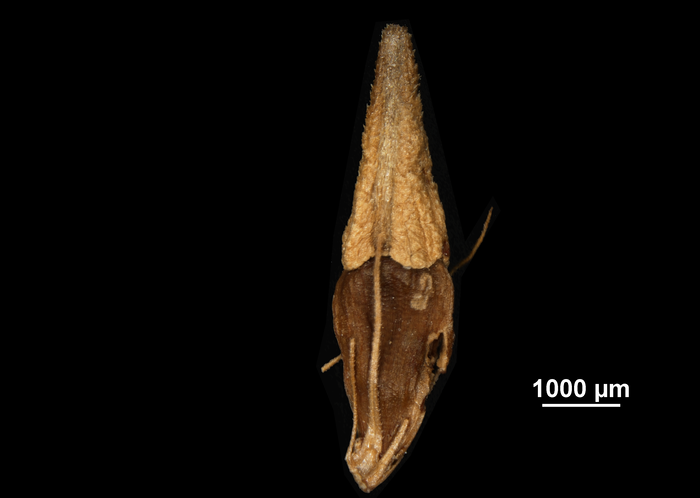 Nutlet of Rhynchospora corymbosa var. asperula US02253687 Brazil