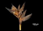Inflorescence of Schoenus calostachyus US02233773 Malaysia