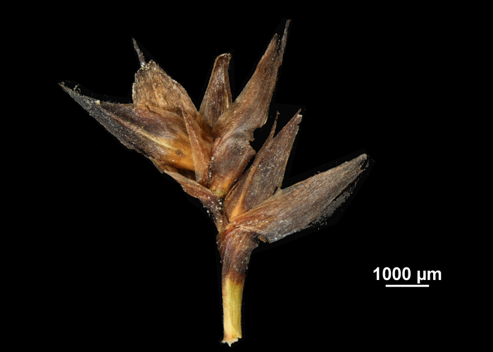 Inflorescence of Schoenus calostachyus US02233773 Malaysia