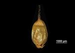 Nutlet of Schoenus calostachyus US02233773 Malaysia