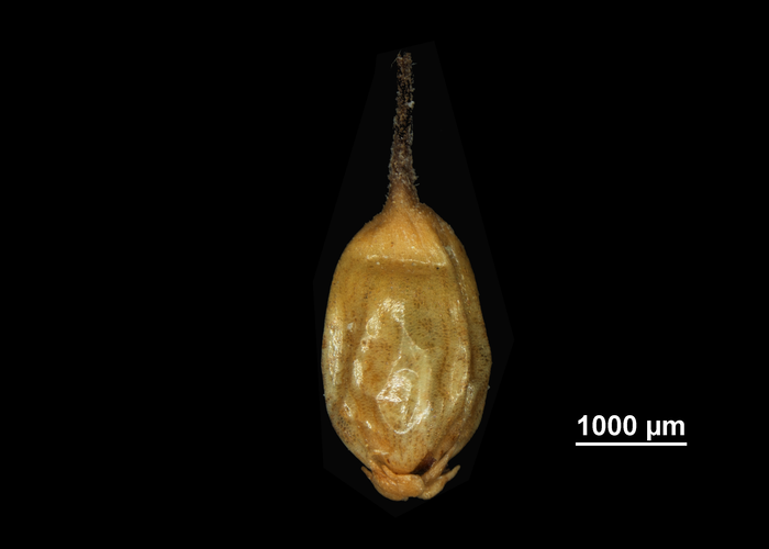 Nutlet of Schoenus calostachyus US02233773 Malaysia