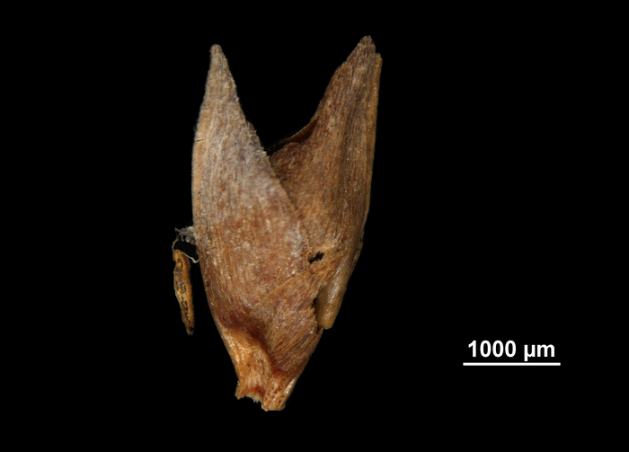 Glumes of Scleria trialata US02100008 Madagascar