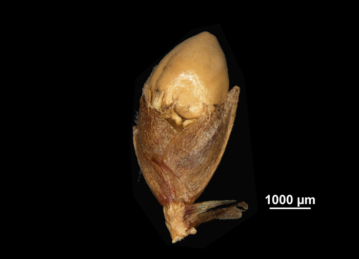 Spike of Scleria trialata US02100008 Madagascar