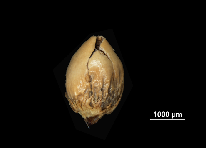 Nutlet of Scleria trialata US02100008 Madagascar