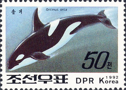 Orcinus orca