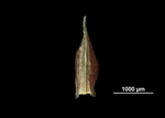 Glume of Cyperus breedlovei 28603