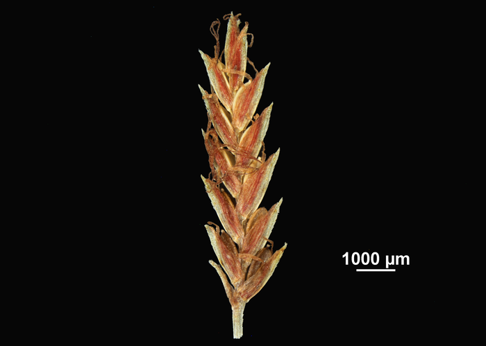 Inflorescence of Cyperus breedlovei 28603