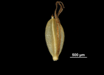 Nutlet of Cyperus breedlovei 28603