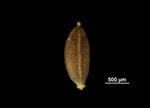 Nutlet of Cyperus breedlovei 28603