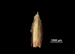 Glume of Cyperus glaber NY02814510