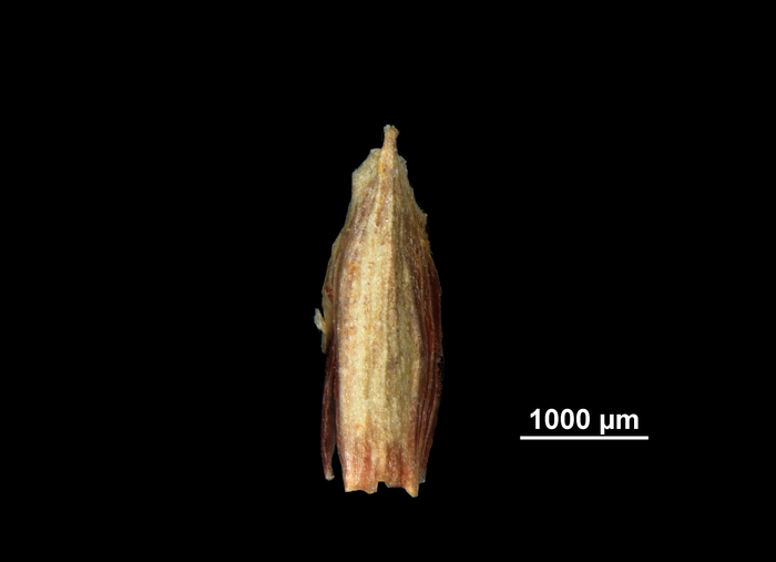 Glume of Cyperus glaber NY02814510