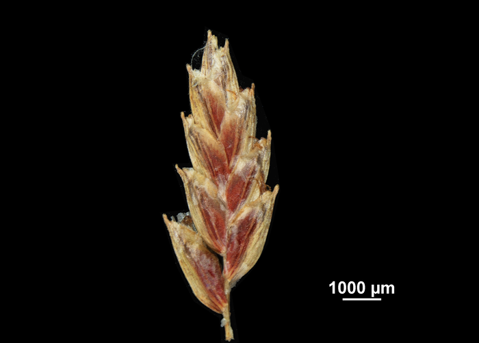 Inflorescence of Cyperus glaber NY02814510