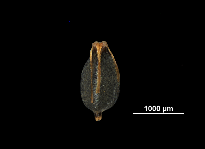 Nutlet of Cyperus glaber NY02814510