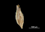 Glume of Cyperus hortensis NY01297025