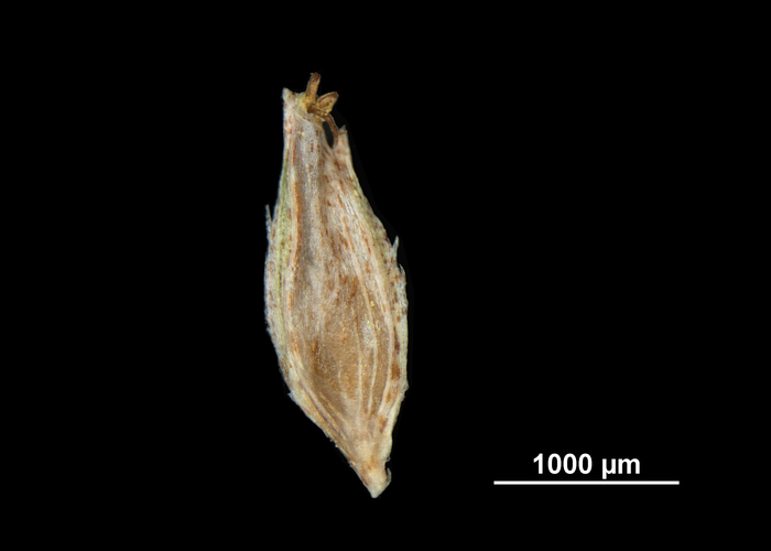 Glume of Cyperus hortensis NY01297025