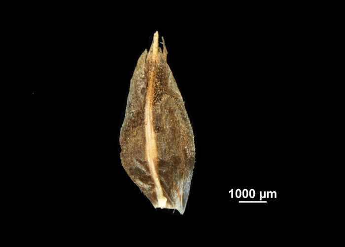 Glume of Bolboschoenus maritimus subsp. paludosus US02236158 United States