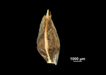 Glume of Bolboschoenus maritimus subsp. paludosus US02236158 United States