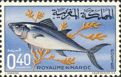 Orcynopsis unicolor Orcynopsis unicolor