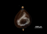 Nutlet of Bolboschoenus maritimus subsp. paludosus US02236158 United States