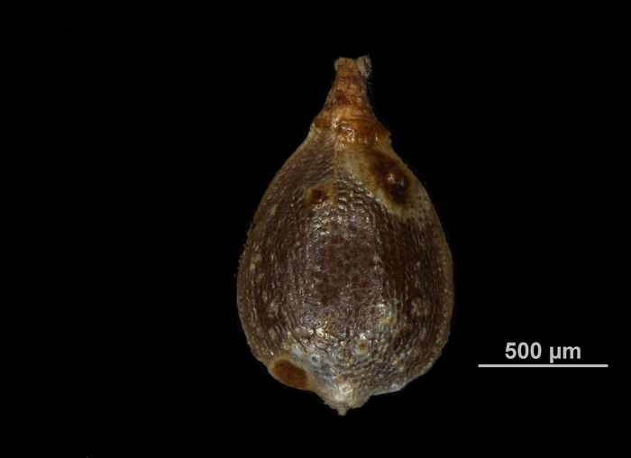 Nutlet of Fimbristylis palauensis US01096764 Palau