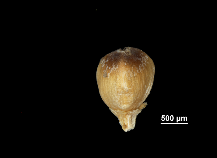 Nutlet of Ficinia quinquangularis US02092223 South Africa