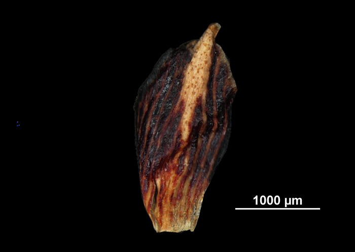 Glume of Isolepis sulcata US02093022 St. Helena Islands