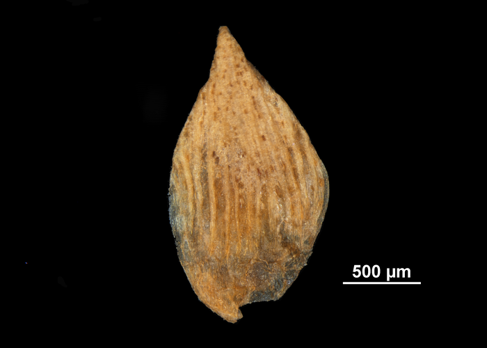 Nutlet of Isolepis sulcata US02093022 St. Helena Islands