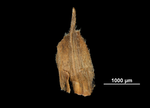 Glume of Lagenocarpus guianemsis US00518257