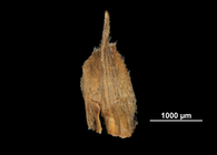 Glume of Lagenocarpus guianemsis US00518257