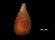 Nutlet of Lagenocarpus guianemsis US00518257