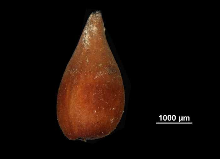 Nutlet of Lagenocarpus guianemsis US00518257