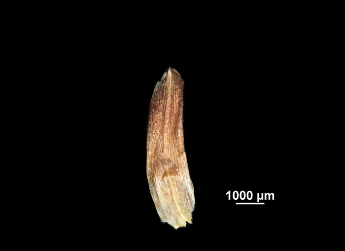 Glume of Ficinia cedarbergensis US02092177 South Africa