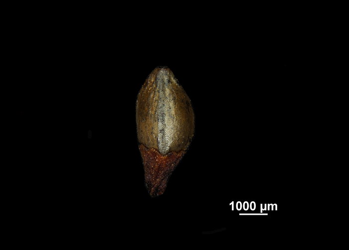 Nutlet of Ficinia cedarbergensis US02092177 South Africa