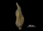 Glume of Fimbristylis griffithii US02089206 Thailand