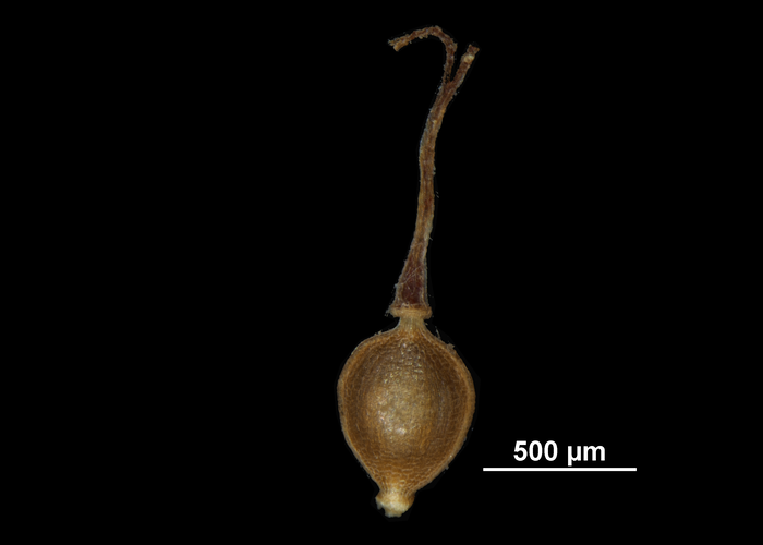 Nutlet of Fimbristylis griffithii US02089206 Thailand