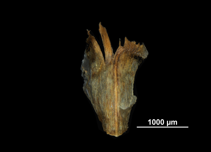 Glume of Isolepis venustula US02097946 South Africa