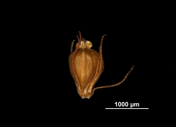 Nutlet of Isolepis venustula US02097946 South Africa