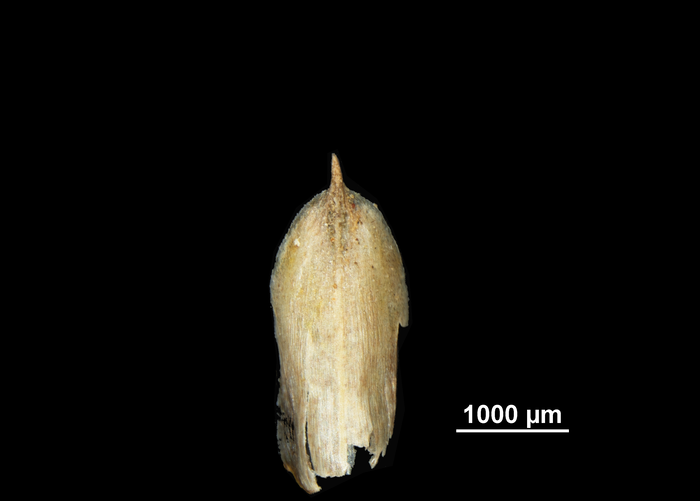 Glume of Rhynchospora cephalotus US02095510 Costa Rica