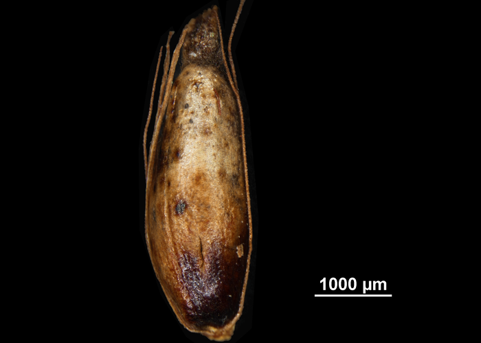 Nutlet of Rhynchospora cephalotus US02095510 Costa Rica