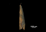 Glume of Rhynchospora sclerioides US02258290 French Polynesia