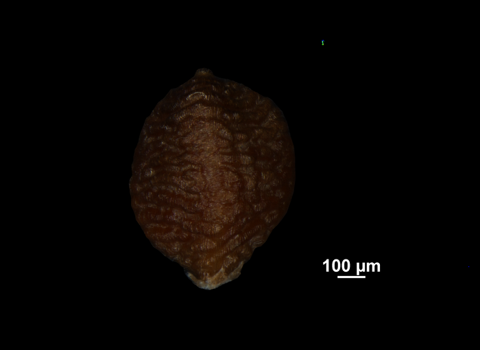 Nutlet of Schoenoplectiella leucantha US02093061 Namibia