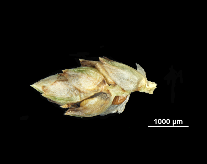 Spike of Schoenoplectiella leucantha US02093061 Namibia