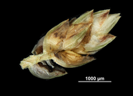 Spike of Schoenoplectiella leucantha US02093061 Namibia